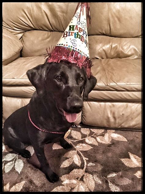 Uf Housing Happy Birthday Boomer Ufpd
