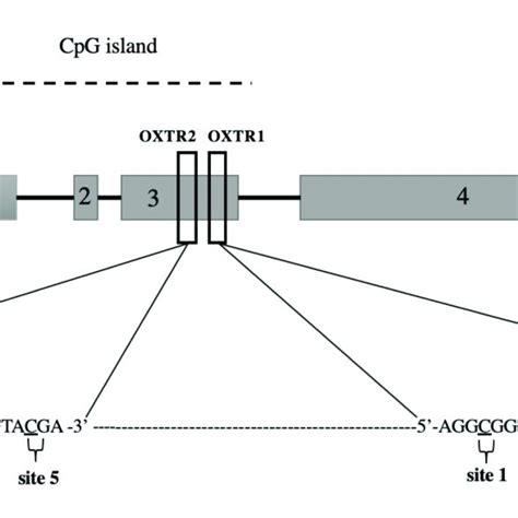 Schematic View Of The Oxytocin Receptor Gene Oxtr Located At