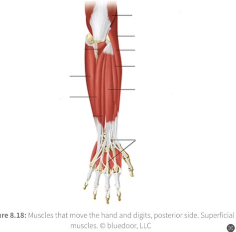 Muscles That Move Hand Posterior Side Superficial Muscles Diagram