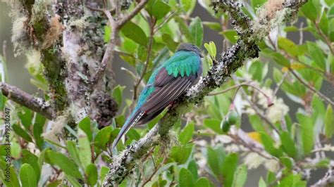 Female Resplendent Quetzal Pharomachrus Mocinno On A Wild Avocado