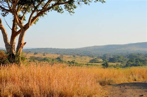 South African Bush Veld At Huhuluwe Game Reserve Kwa Zulu Natal K