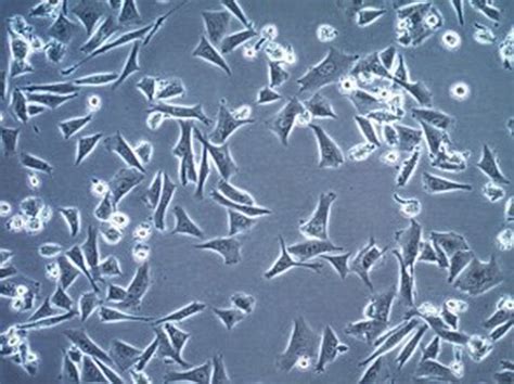 DM6 Human Melanoma Cell Line SCC221