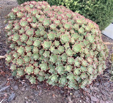 This Perfect Aeonium Kiwi I Found On My Walk Today Rsucculents