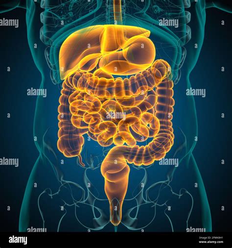 Anatomie Des Menschlichen Verdauungssystems Für Medizinisches Konzept 3d Illustration