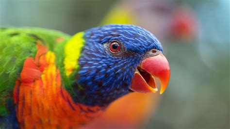 Loriini Colorful Birds Parrot Animals Beak Hd Wallpaper Rare