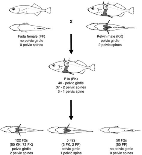 Where parallel evolution occurs in the plant kingdom - Biology 11