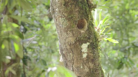 A Nest Hollow Of Resplendent Quetzal In The Trunk Of A Dead Tree At A