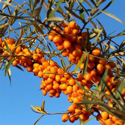 Bio Sanddornsaft Direkt Vom Deutschen Erzeuger Hier Bestellen