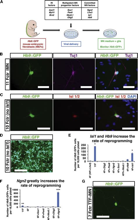 Conversion Of Mouse And Human Fibroblasts Into Functional Spinal Motor