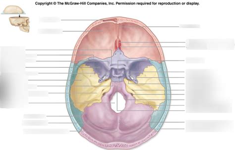 Sectioned Skull Superior View Diagram Quizlet