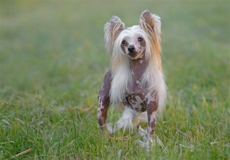 El Perro Crestado Chino - Consejos y cuidados para esta raza