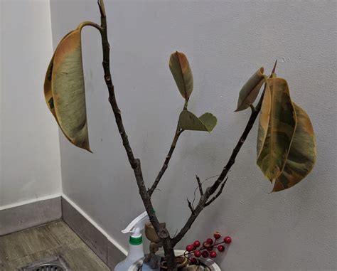 Diagnosing Ficus Belize Root Rot
