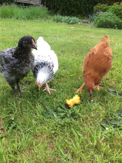 8 Weeks Old But What Are They Backyard Chickens Learn How To Raise Chickens