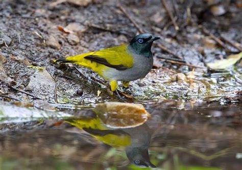 นกปรอดทอง Black Headed Bulbul Birds Of Thailand Siam Avifauna