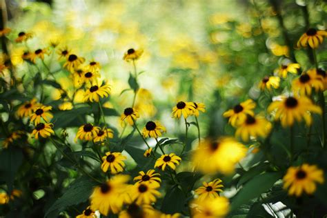 Black Eyed Susan Flowers In Bloom Close Up Photo Hd Wallpaper