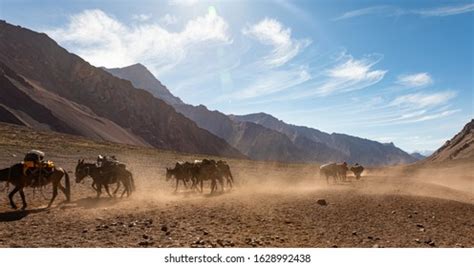 Mules Transporting Goods Mountain Base Camp Stock Photo