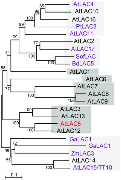 Nonrooted Molecular Phylogenetic Tree Of Arabidopsis Lacs And