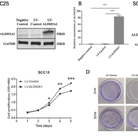 Aldh3a1 Inhibits Cell Proliferation And Colony Formation Abilities In Download Scientific