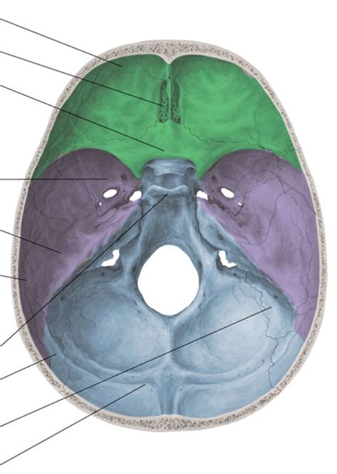 Biol Cranial Fossa Diagram Quizlet