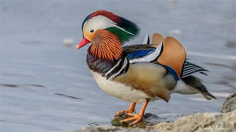 Rare, Mandarin duck spotted in Ohio park | FOX 5 DC