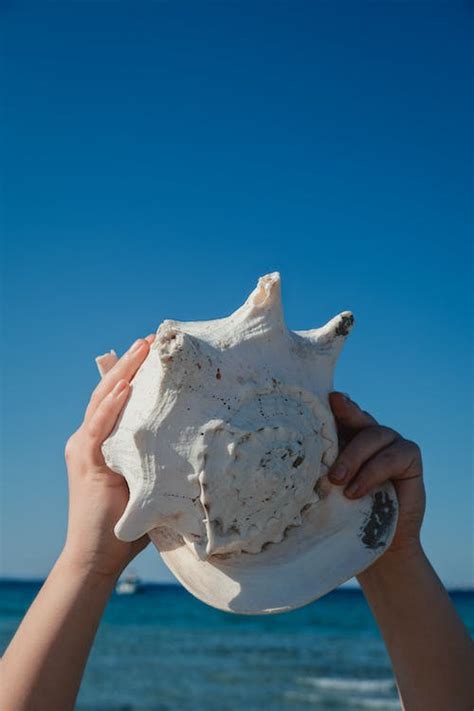 Person Holding Conch · Free Stock Photo