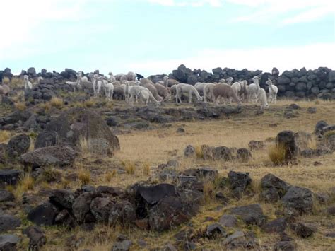 Balade Au P Rou Paseo En El Per A Stroll In Peru Sillustani Un