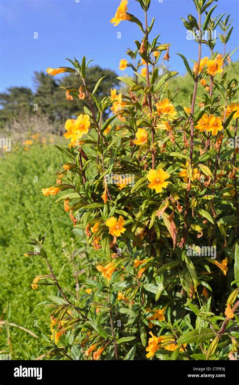Bush Monkey Flower Mimulus Aurantiacus Stock Photo Alamy