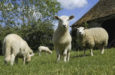 Sheep Grazing In Paddock Stock Image F009 2681 Science Photo Library