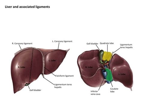 Quadrate Lobe Of Liver