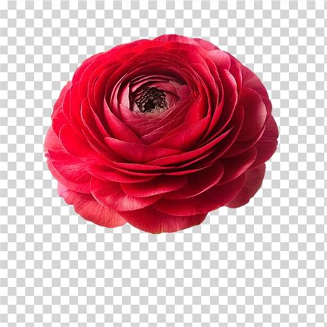 Premium Psd Red Ranunculus Flower Isolated On Transparent Background