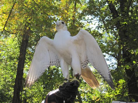 Gyrfalcon by Andaltno on DeviantArt