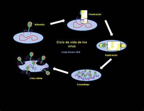 El Ciclo De Vida De Los Virus Penetración Adhesión Replicación Ensamblaje Y Lisis Celular Pdf