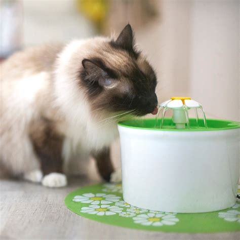 Melhores Fontes De Agua Para Gatos Meteor