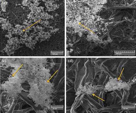 Sem Images Of Aspergillus Sydowiis Growth Patterns On Cotton Paper