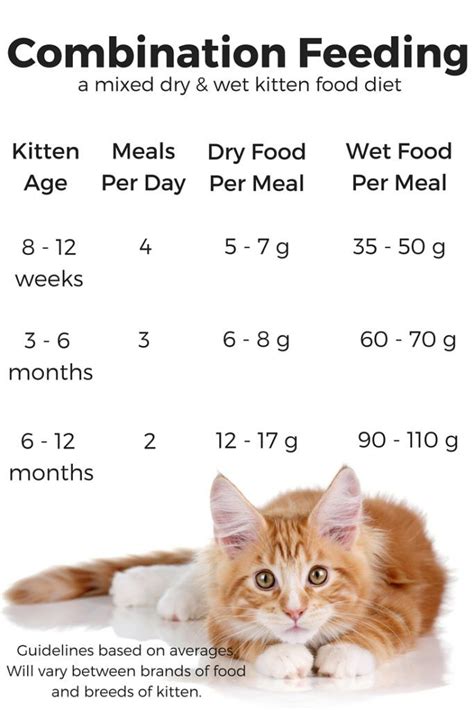 Feeding Your Kitten Helpful Kitten Feeding Schedules And Charts