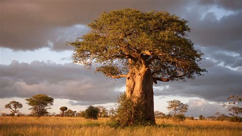 Tarangire National Park - Wanyama African Safari