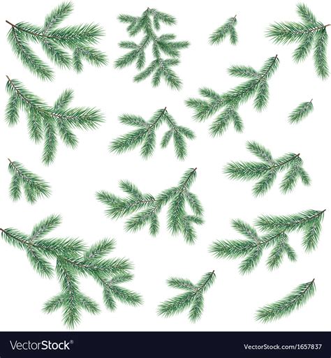 Branches of a christmas tree Royalty Free Vector Image