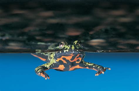 A Guide To Caring For Oriental Fire Bellied Toads As Pets