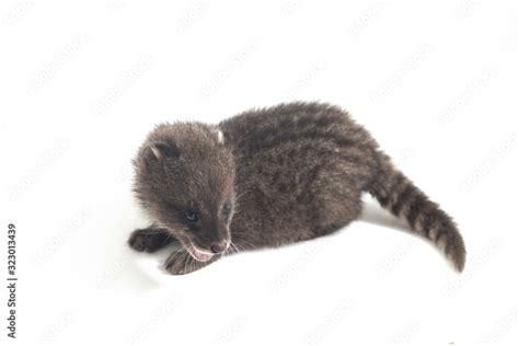 The baby small Indian civet (Viverricula indica) is a civet native to South and Southeast Asia ...