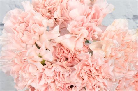 Fresh And Natural Carnations Light Pink Therese Flowers