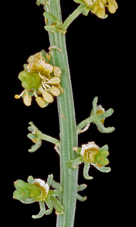 Reseda lutea (yellow upright mignonette): Go Botany