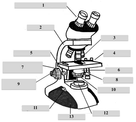 Micro Lab Exam Diagram Quizlet