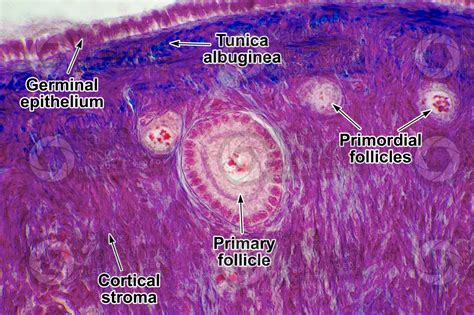 Rat Ovary Transverse Section 250x Rat Mammals Reproductive