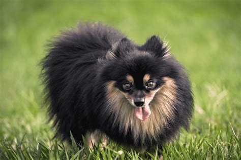 ᐅ Todo sobre el PERRO POMERANIA TOY Mejor PRECIO Mejor CRIADOR