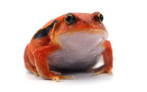 Tomato Frog Facts - CRITTERFACTS