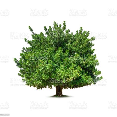 Green Tree Stock Photo Download Image Now Green Color Leaf Nature