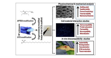 Surface Modification Of Decellularized Natural Cellulose Scaffolds With