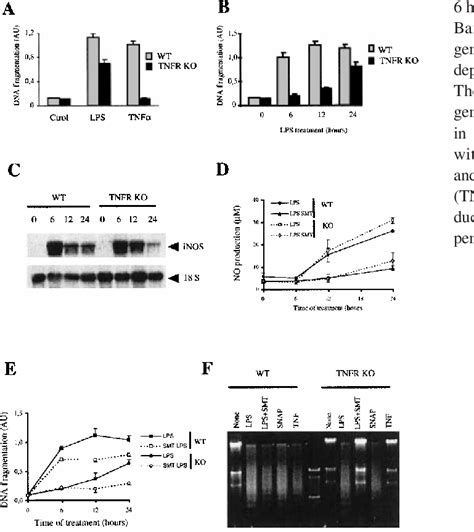 Lps Induced Apoptosis In Macrophages From Tnf R Ko Mice A Lps But