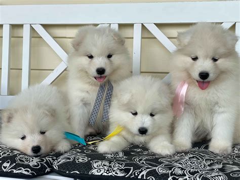 Samoyed Puppies For Sale In Pennsylvania