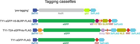 Figures And Data In A Genome Wide Resource For The Analysis Of Protein